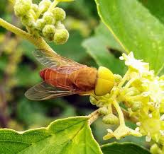 Attēlu rezultāti vaicājumam “Atylotus sp.”