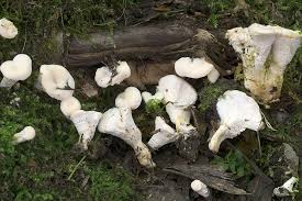 Attēlu rezultāti vaicājumam “Sistotrema confluens”