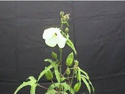 Image result for Abelmoschus moschatus