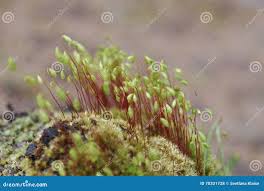 Attēlu rezultāti vaicājumam “Bryum amblyodon sporophyte”