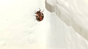 Attēlu rezultāti vaicājumam “Anthrenus scrophulariae”