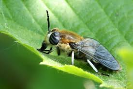 Attēlu rezultāti vaicājumam “Heptatoma pellucens”