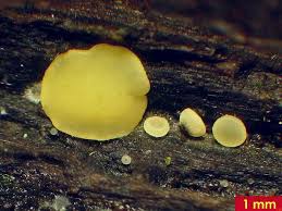 Attēlu rezultāti vaicājumam “Hymenoscyphus imberbis”