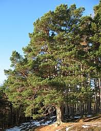 Attēlu rezultāti vaicājumam “Pinus sylvestris var. borussica”