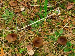 Attēlu rezultāti vaicājumam “Entoloma vernum”