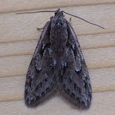 Attēlu rezultāti vaicājumam “Semioscopis oculella”