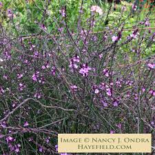 Image result for Verbena officinalis