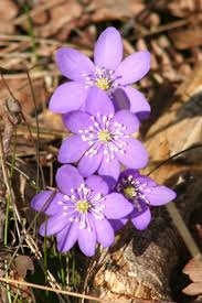 Attēlu rezultāti vaicājumam “Hepatica nobilis fruit”
