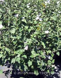 Image result for Lavatera thuringiaca