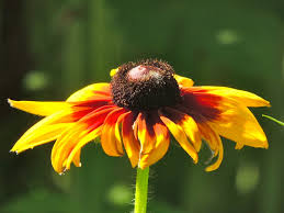 Attēlu rezultāti vaicājumam “Rudbeckia hirta var. pulcherrima flower”