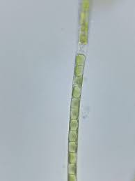 Attēlu rezultāti vaicājumam “Chaetophora pisiformis”