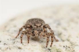 Attēlu rezultāti vaicājumam “Aelurillus v-insignitus”