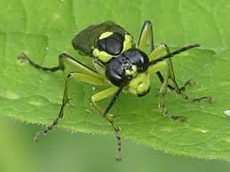 Attēlu rezultāti vaicājumam “Rhogogaster picta”