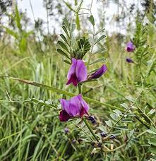 Attēlu rezultāti vaicājumam “Vicia angustifolia flower”