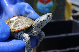 Image result for Malaclemys terrapin