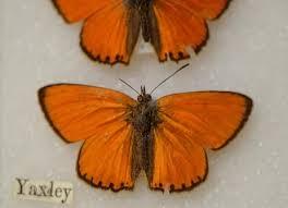 Attēlu rezultāti vaicājumam “Lycaena virgaureae underside”