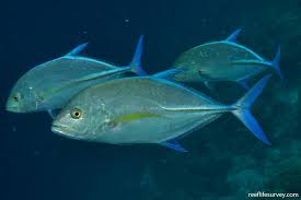 Image result for Caranx melampygus