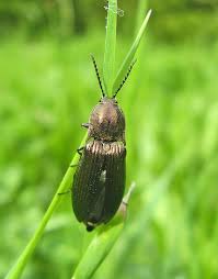 Attēlu rezultāti vaicājumam “Ctenicera pectinicornis”
