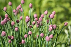 Attēlu rezultāti vaicājumam “Allium schoenoprasum bud”