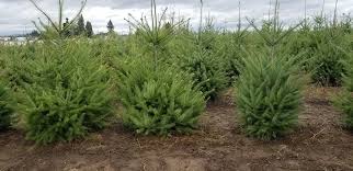 Attēlu rezultāti vaicājumam “Pseudotsuga menziesii”