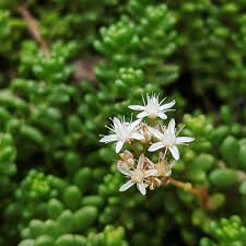 Attēlu rezultāti vaicājumam “Sedum acre flower”