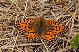 Attēlu rezultāti vaicājumam “Argynnis niobe underside”