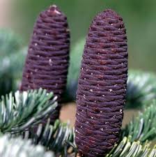 Attēlu rezultāti vaicājumam “Abies veitchii”