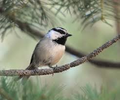 Image result for Poecile montana