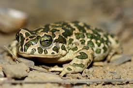 Attēlu rezultāti vaicājumam “Pseudepidalea viridis”