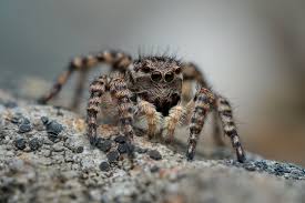 Attēlu rezultāti vaicājumam “Aelurillus v-insignitus”