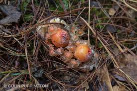 Attēlu rezultāti vaicājumam “Craterium minutum stalked”