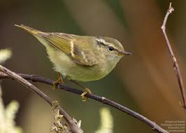 Image result for Phylloscopus orientalis