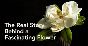 Attēlu rezultāti vaicājumam “Magnolia”