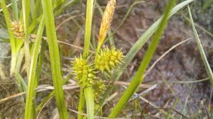 Attēlu rezultāti vaicājumam “Carex viridula fruit”