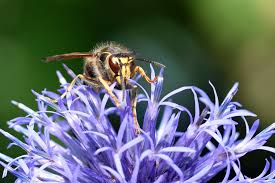 Attēlu rezultāti vaicājumam “Dolichovespula media”