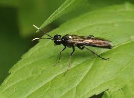 Attēlu rezultāti vaicājumam “Tenthredo campestris”