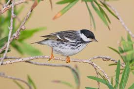 Image result for Dendroica striata