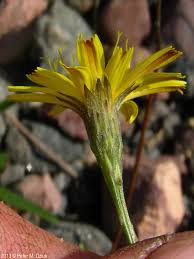 Attēlu rezultāti vaicājumam “Leontodon autumnalis  flower”