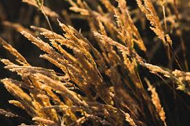 Attēlu rezultāti vaicājumam “Anthoxanthum odoratum fruit”