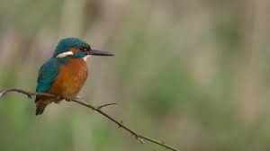 Attēlu rezultāti vaicājumam “Alcedo atthis nest”
