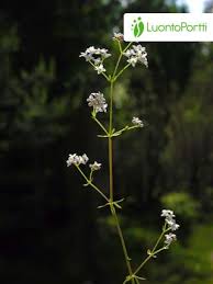 Attēlu rezultāti vaicājumam “Galium elongatum”