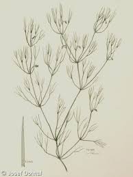 Attēlu rezultāti vaicājumam “Potamogeton trichoides”