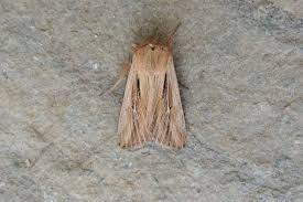 Attēlu rezultāti vaicājumam “Leucania comma”