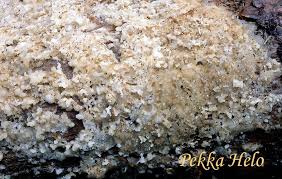 Attēlu rezultāti vaicājumam “Physisporinus vitreus”