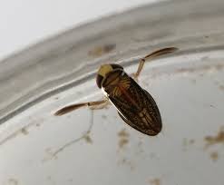 Attēlu rezultāti vaicājumam “Trichia contorta macro”