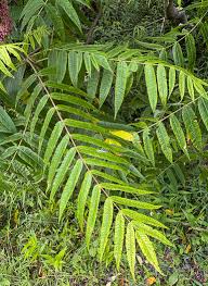 Attēlu rezultāti vaicājumam “Rhus typhina leaf”