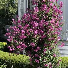 Attēlu rezultāti vaicājumam “Clematis”