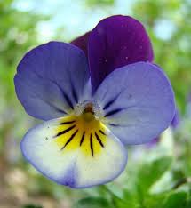 Attēlu rezultāti vaicājumam “Viola tricolor flower”