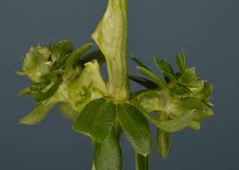 Attēlu rezultāti vaicājumam “Geocrypta galii”