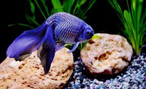 Image result for 金魚